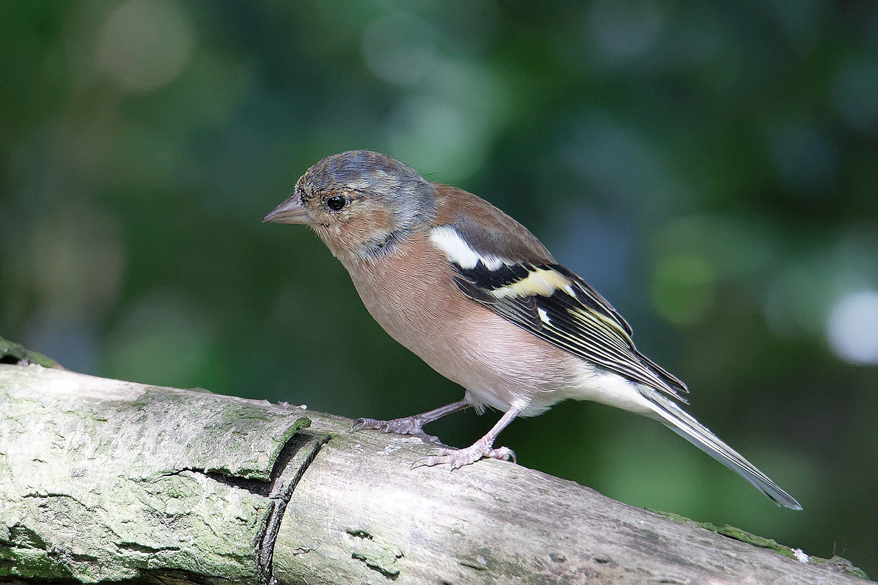 Image - chaffinch wildlife bird