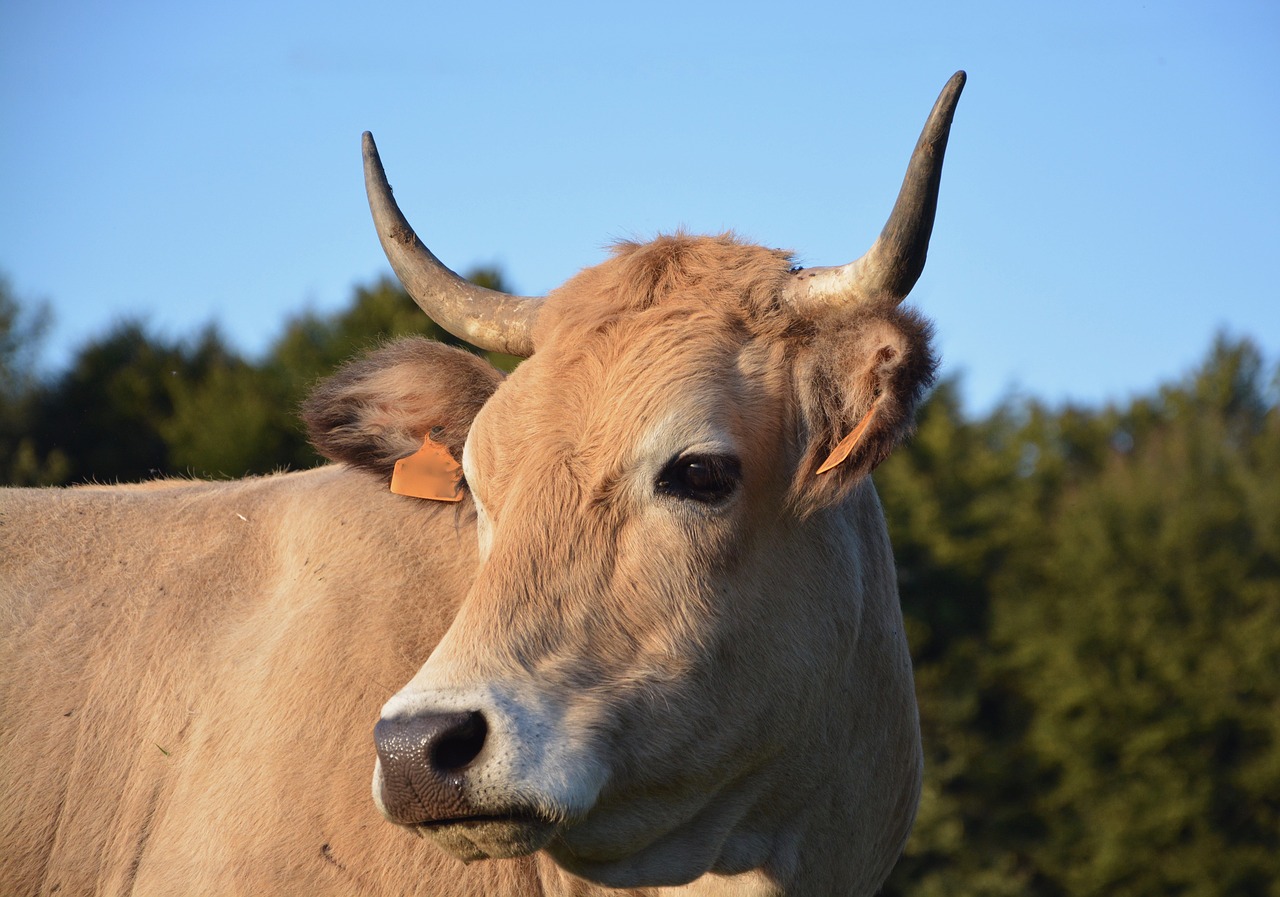 Image - cow pre prairie cattle animals