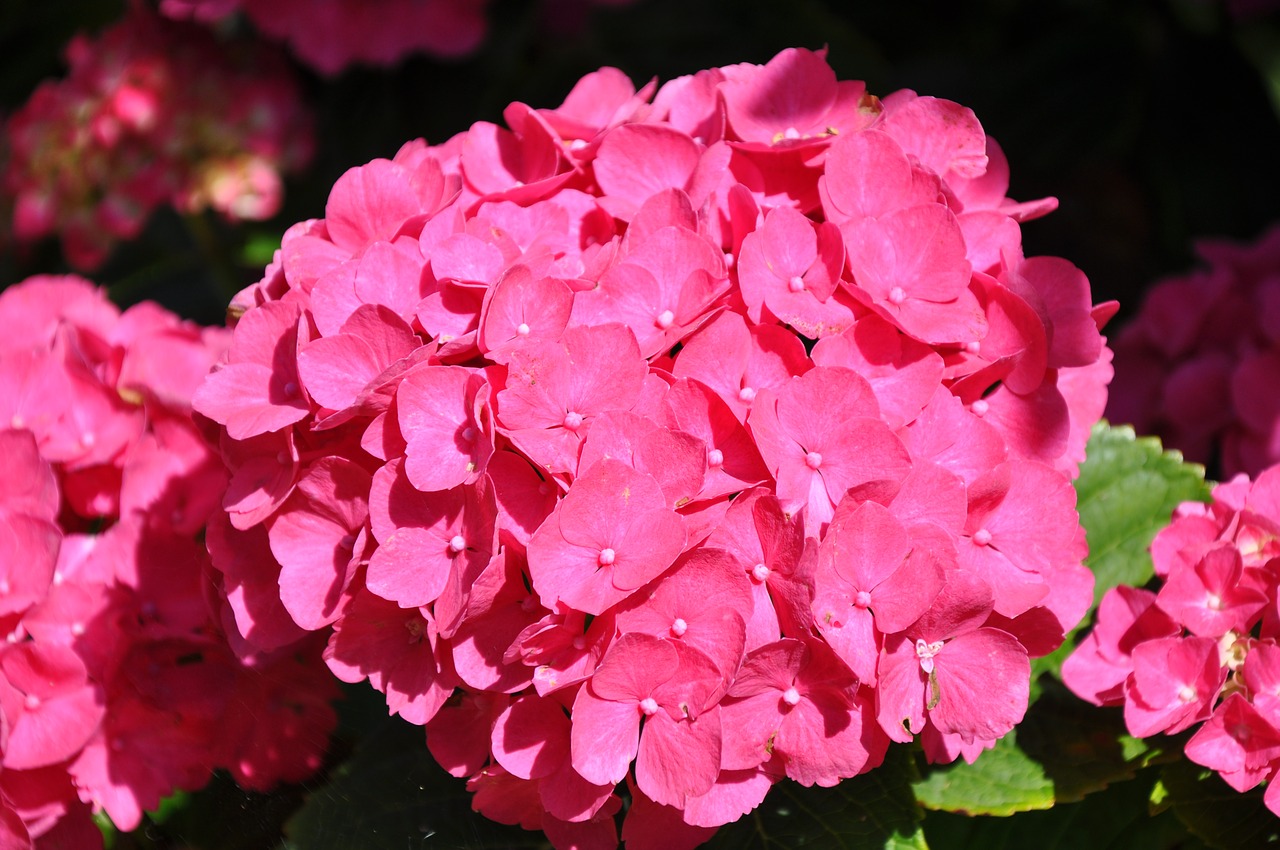 Image - flower hydrangea hydrangea red