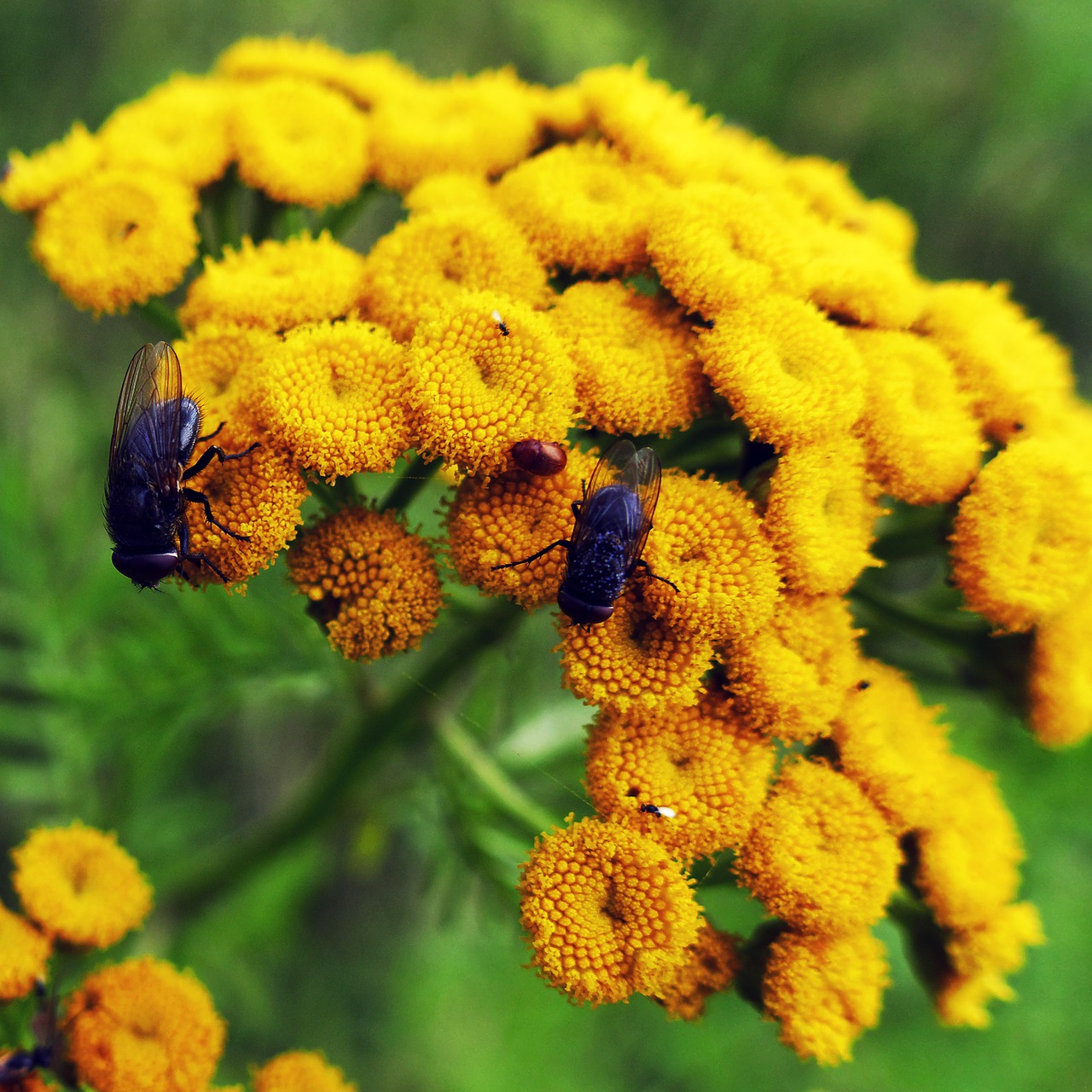 Image - tansy flowers fly heilpfanze