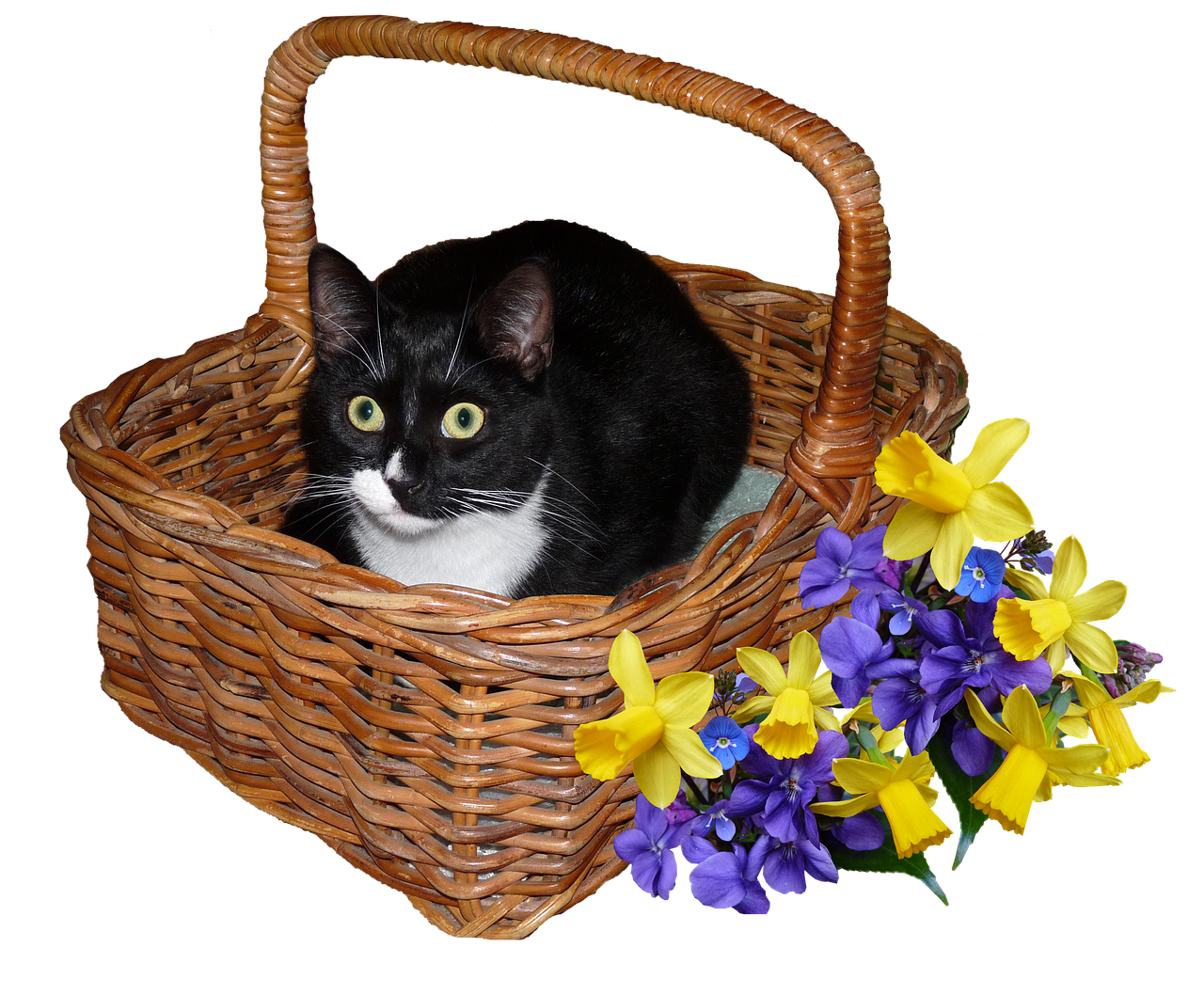 Image - cat basket flowers