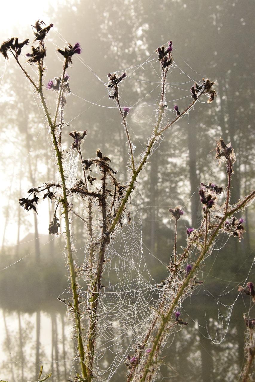 Image - aurora morning spider web dew