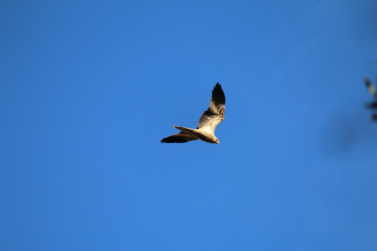 Image - bird prey hawk harrier kite fly