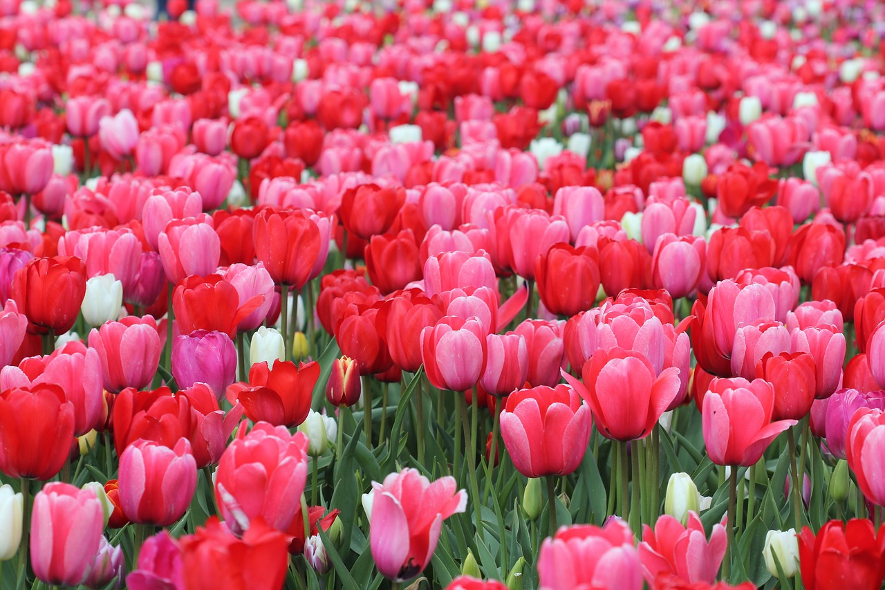 Image - tulips flower spring nature floral