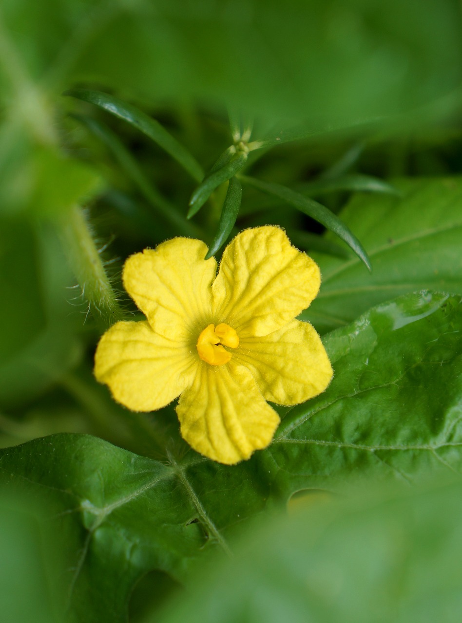 Image - yellow flowers floral leo blonde