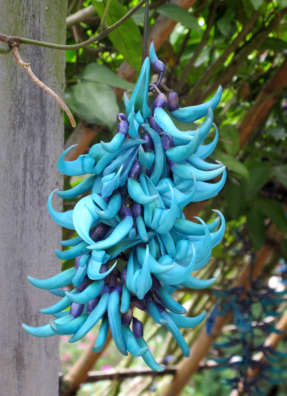 Image - flower dalat blue flowers travel