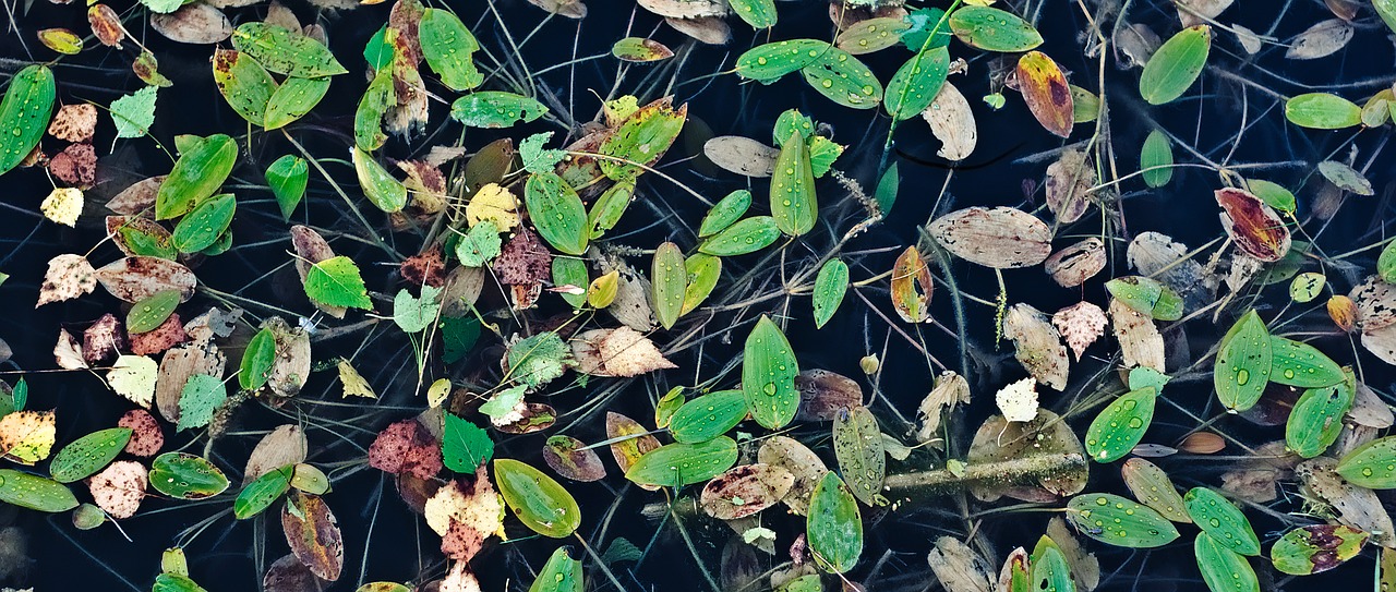Image - foliage invoice pond leaflet