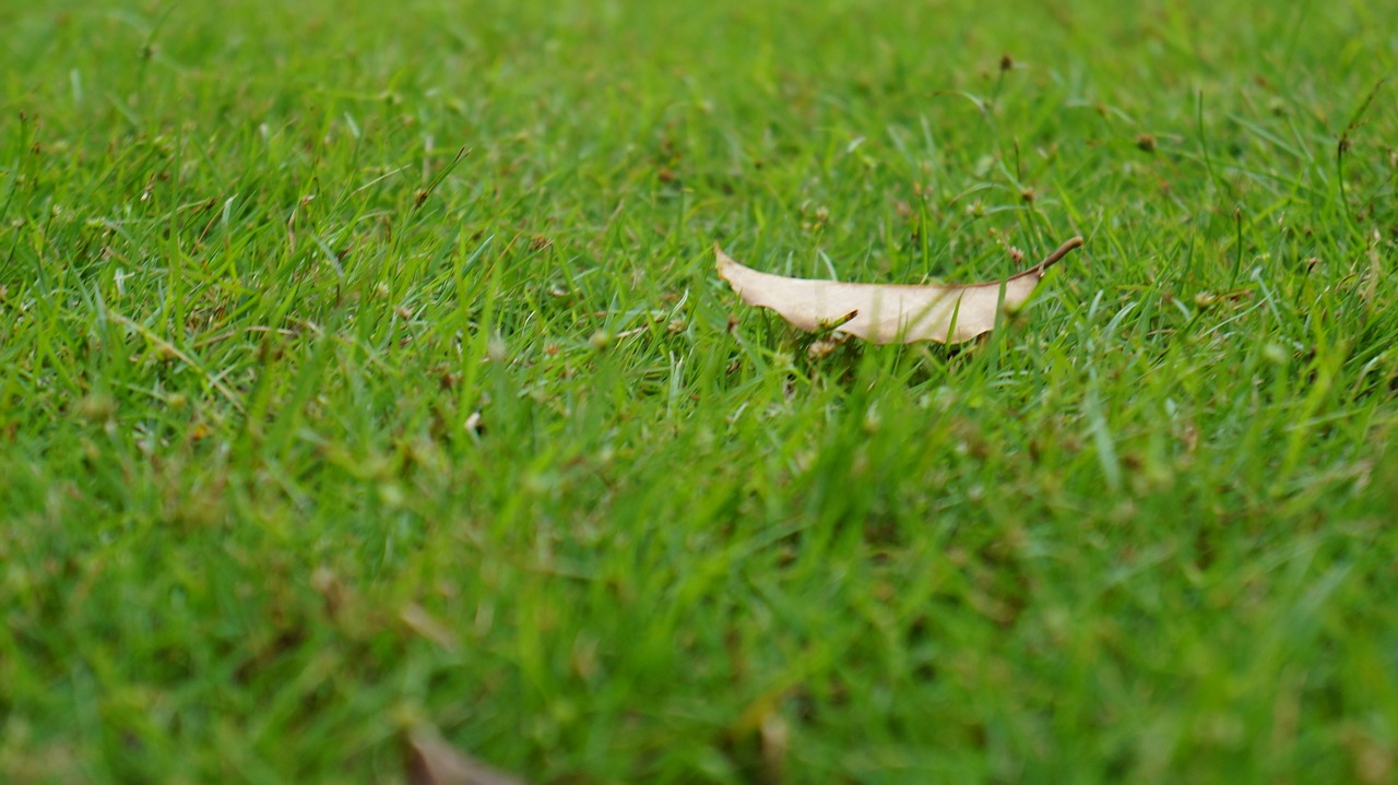 Image - lawn defoliation autumn