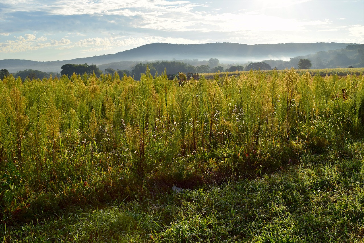 Image - sunrise field sky clouds nature