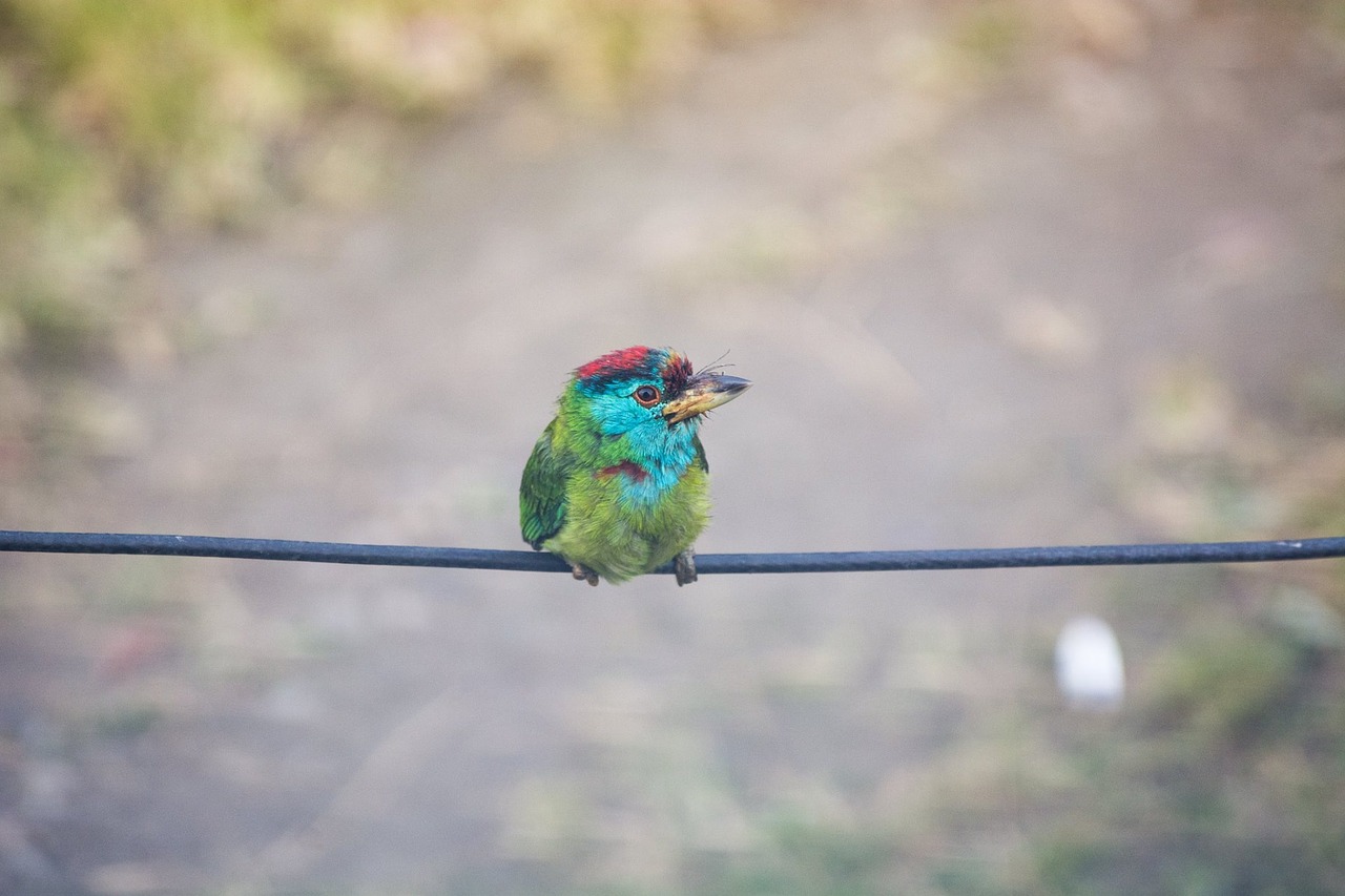 Image - bird wire animal wildlife sitting