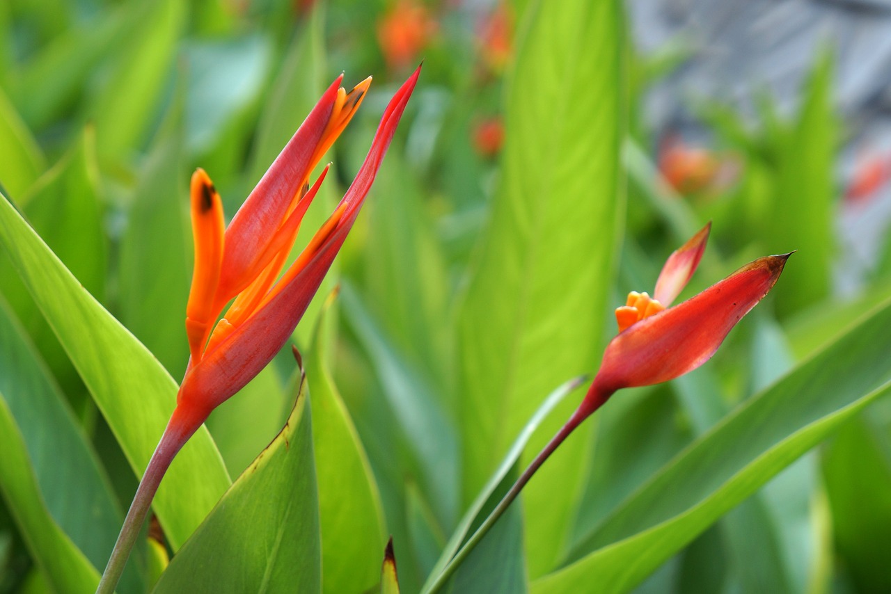 Image - red flowers natural large leaf