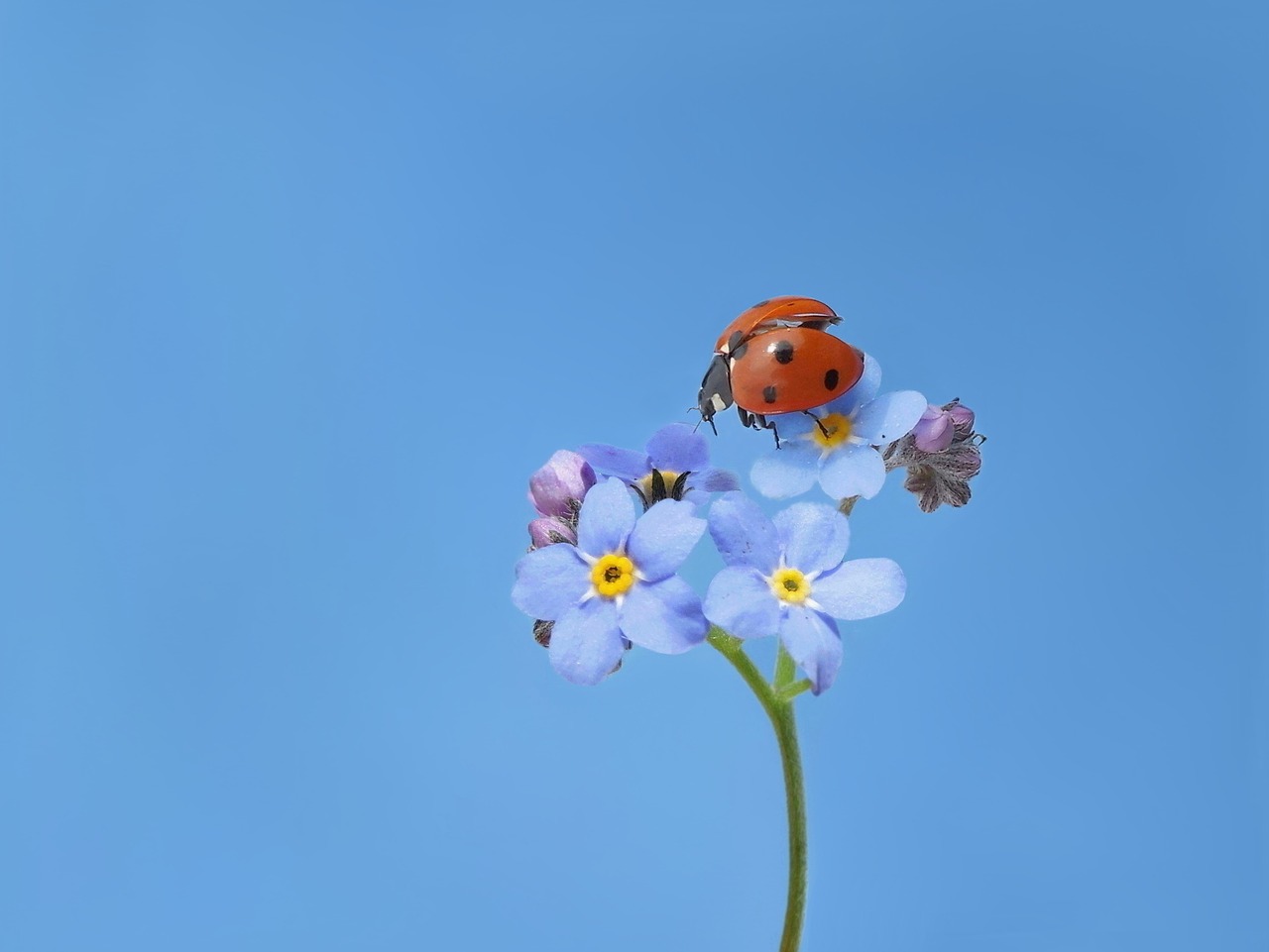Image - ladybug seven spot ladybird