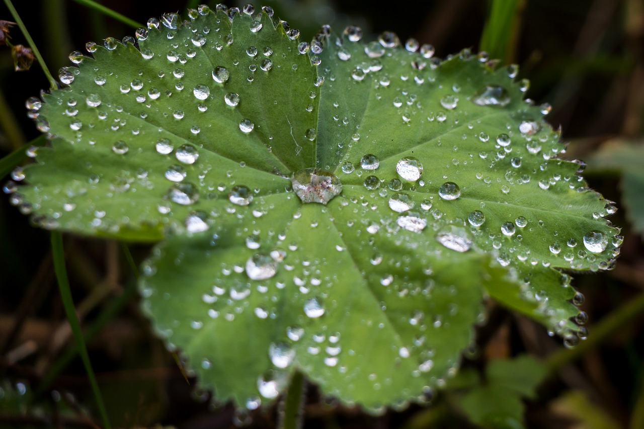 Image - leaf drip drop of water rain close