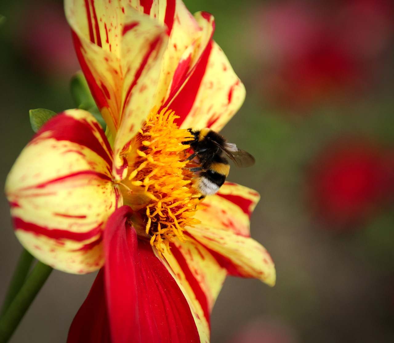 Image - plant flower nature blossom bloom