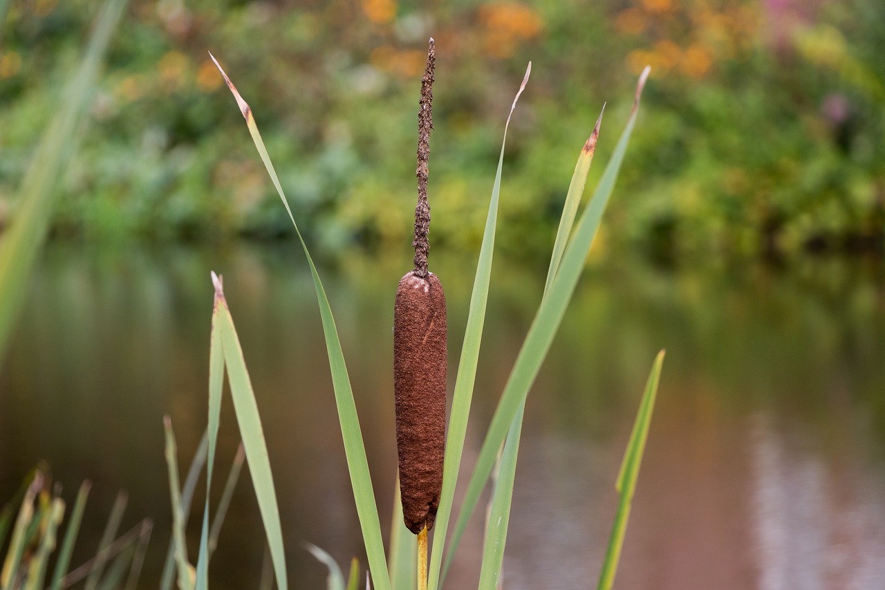 Image - reed water summer lake landscape