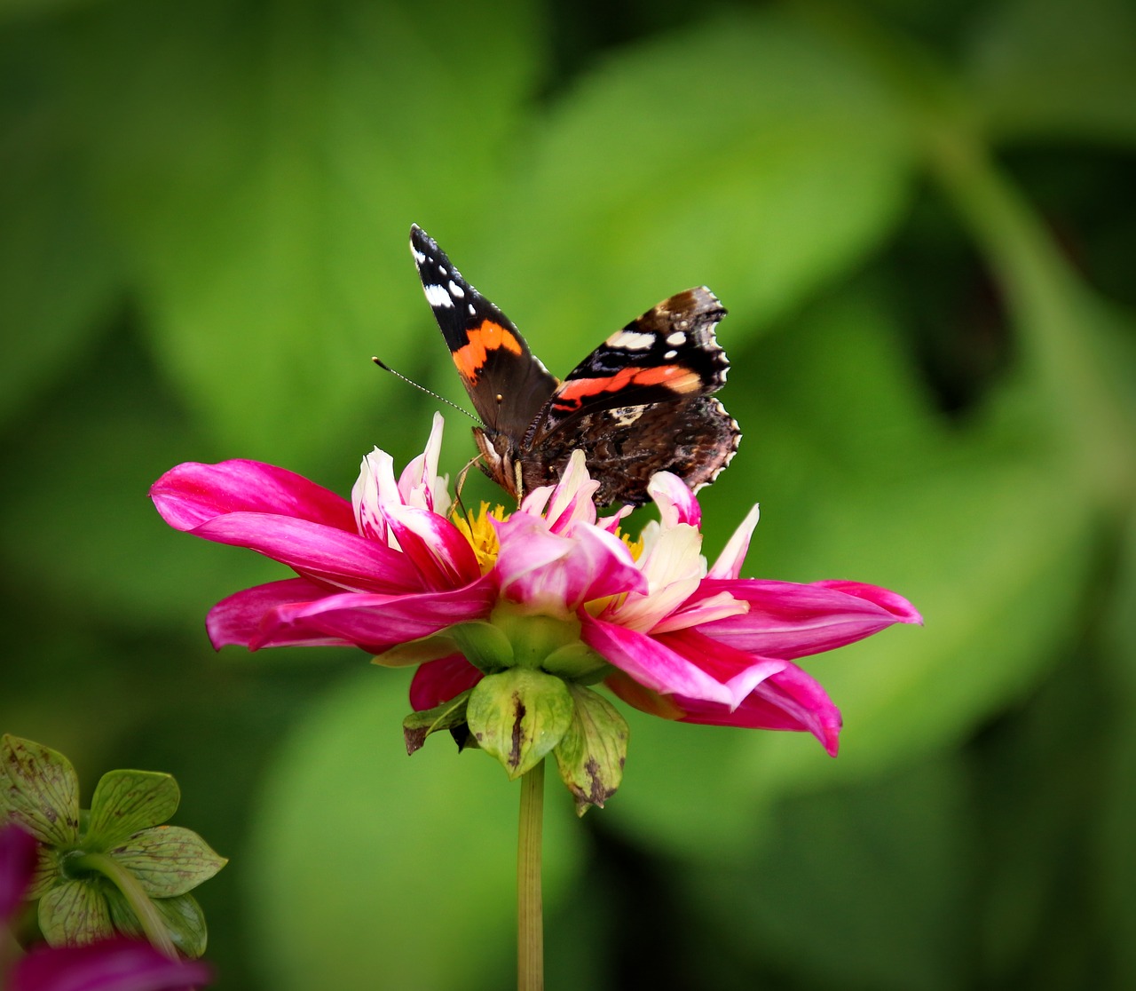 Image - flower plant nature blossom bloom