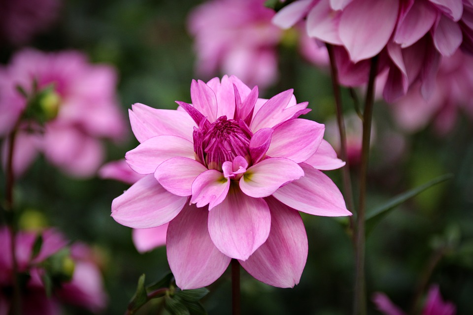 Image - plant flower nature blossom bloom