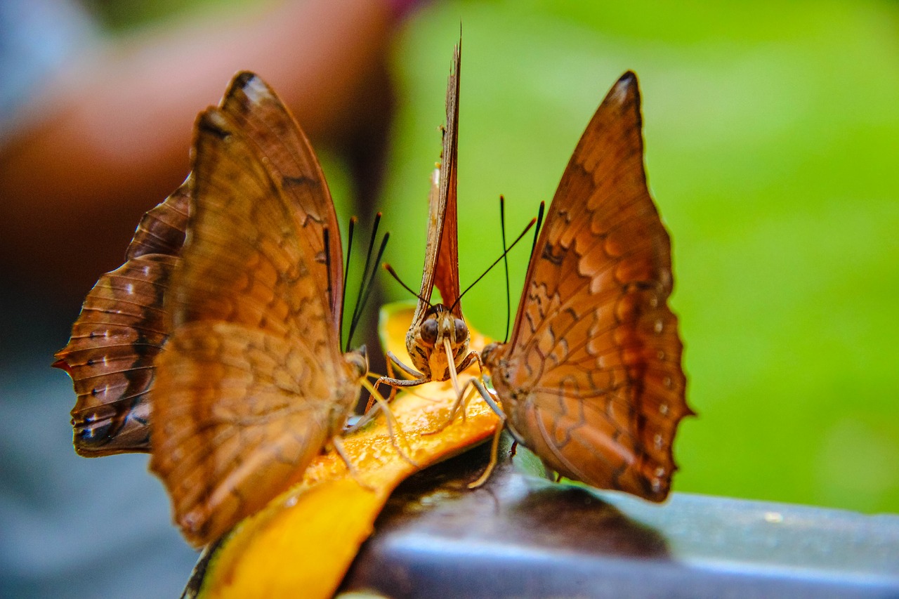 Image - butterfly tan spines red