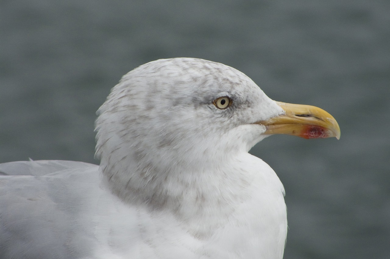 Image - gull silver close up