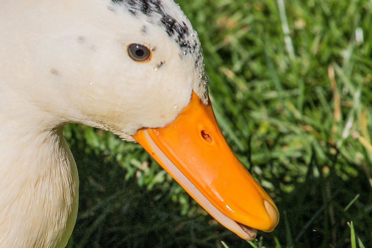 Image - duck park water bird swim mallard