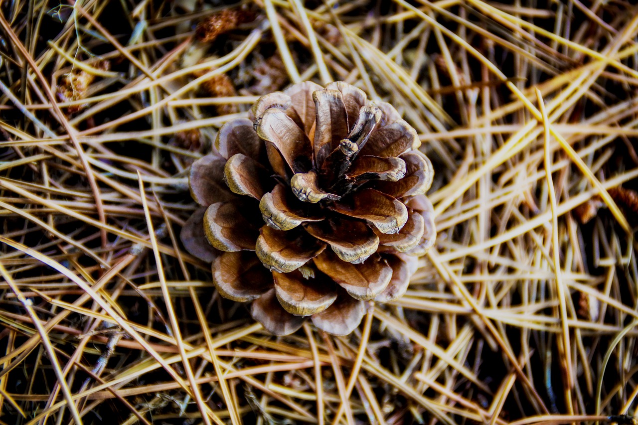 Image - forest pinecone points nature