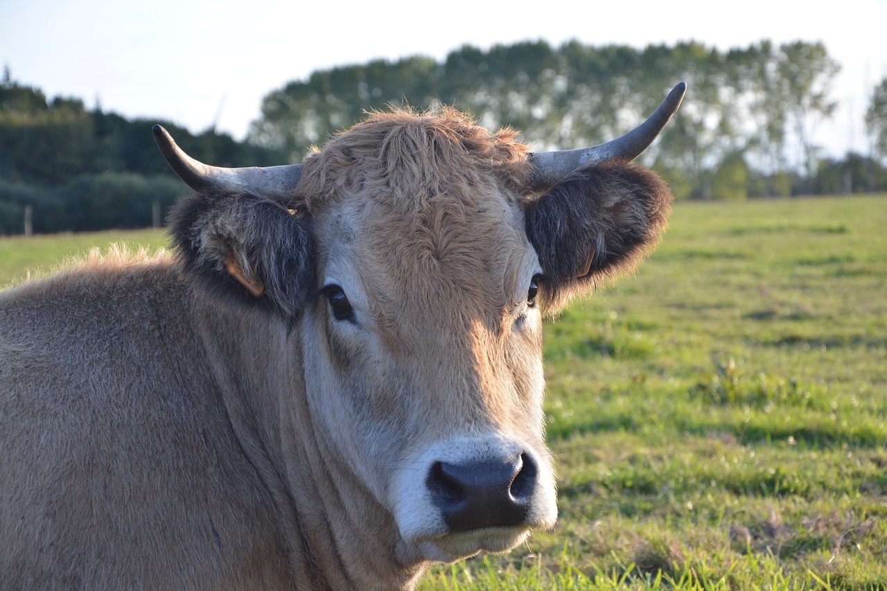 Image - cow cattle ruminant female