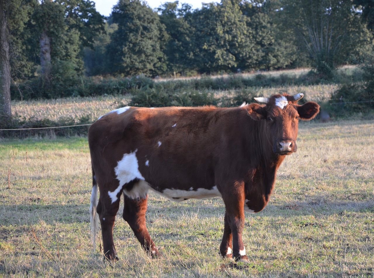 Image - cow cattle ruminant female