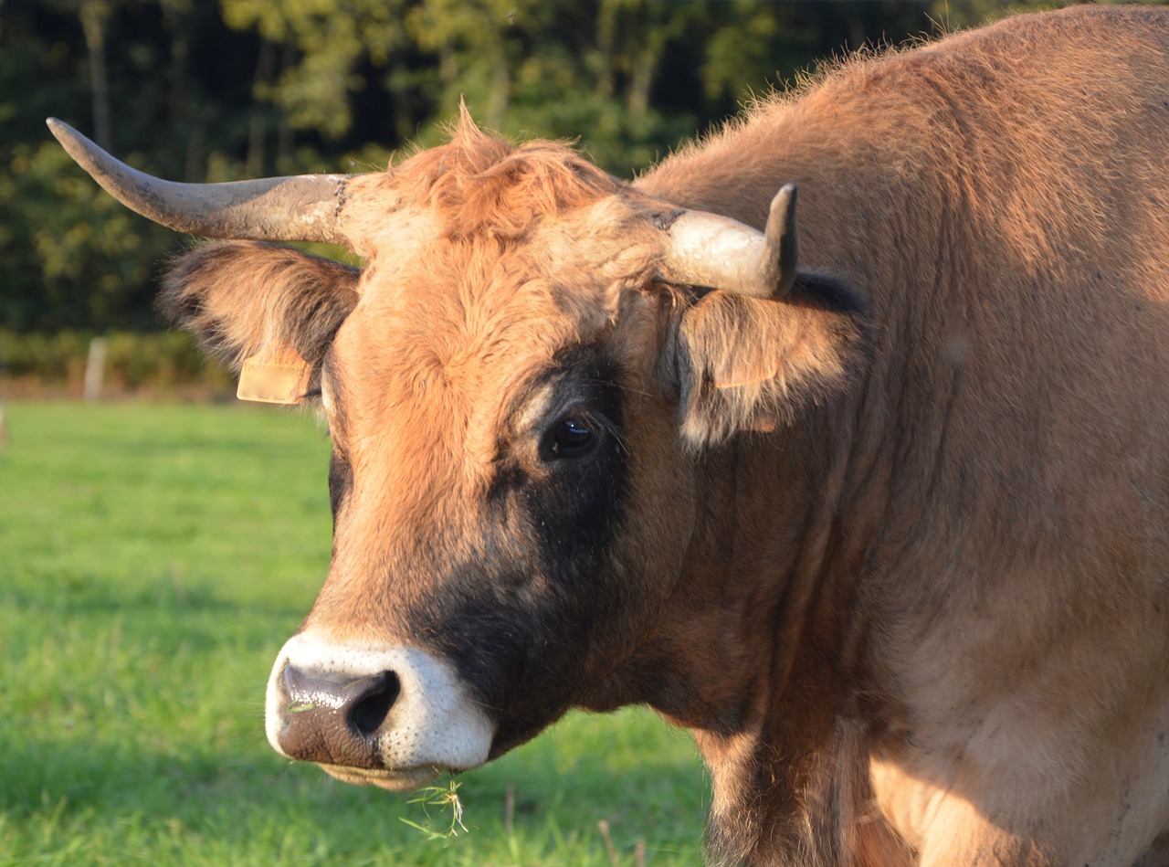 Image - cow cattle ruminant female