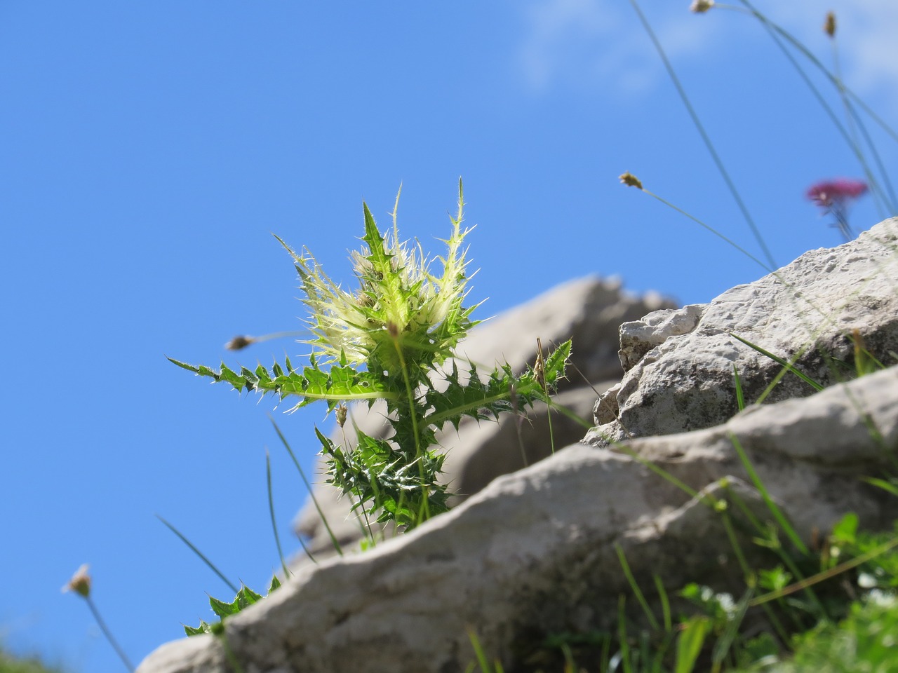 Image - diestel plant alpine flora