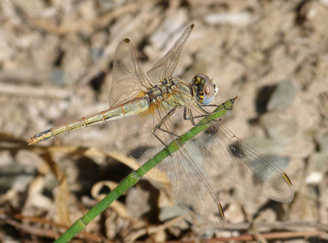 Image - dragonfly dragonfly amrilla stem