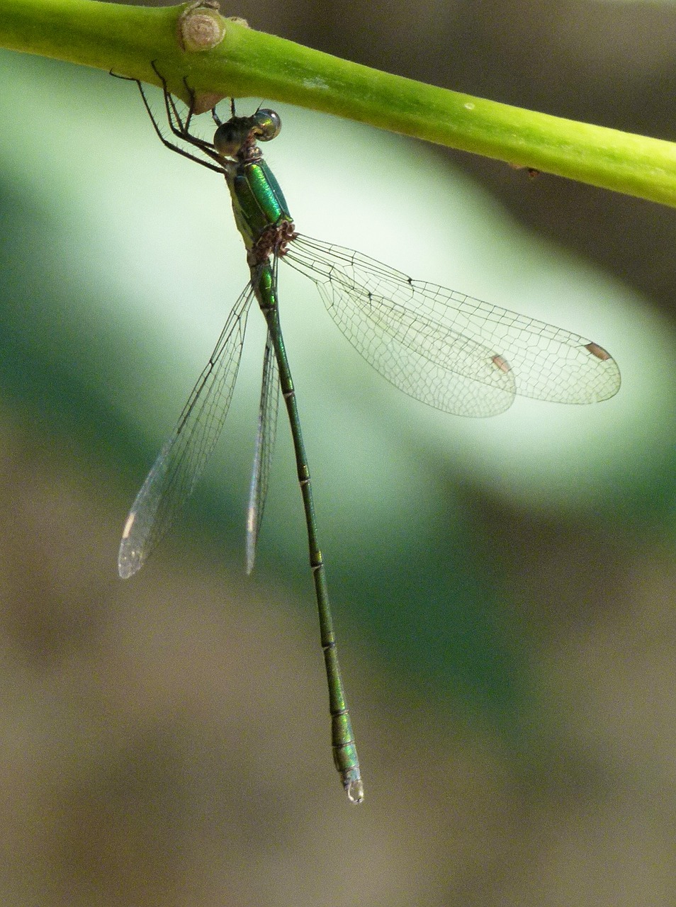 Image - green dragonfly branch damselfly