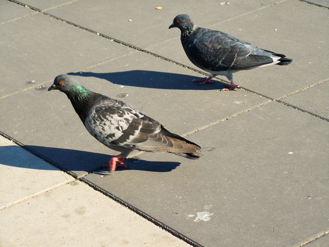 Image - urban pigeon bird animal