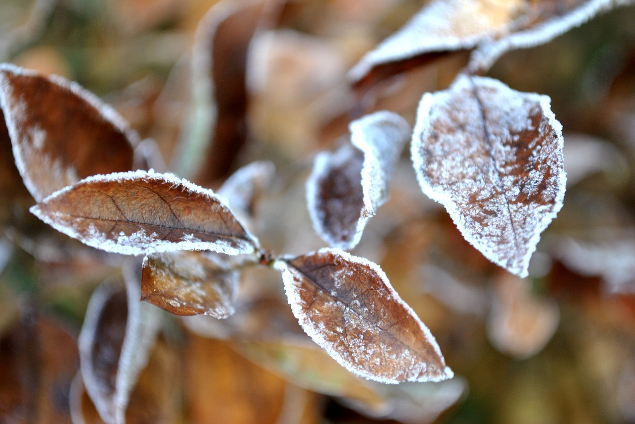 Image - foliage frost snow brown nature