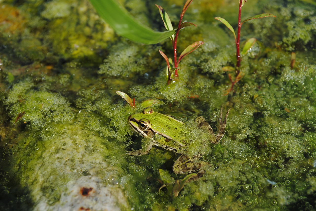 Image - frog green water environment