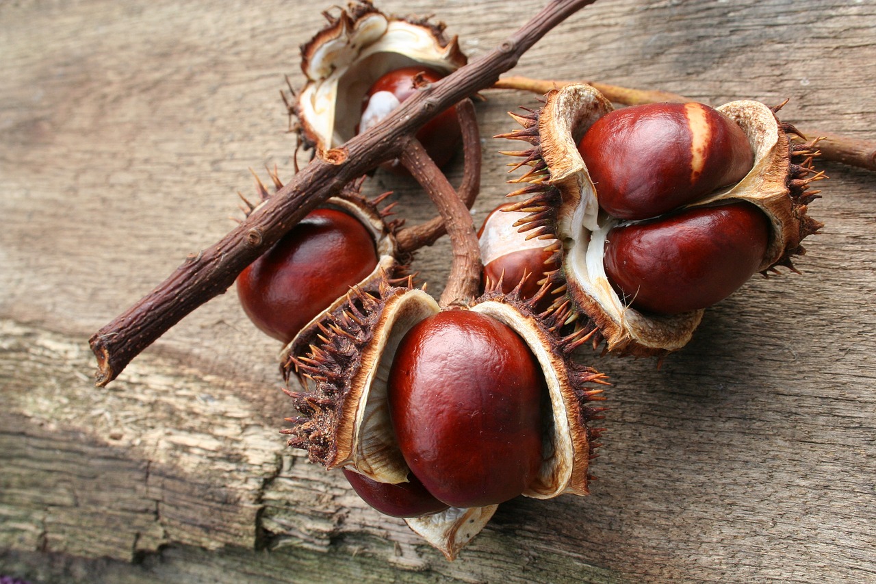 Image - chestnut autumn leaves open