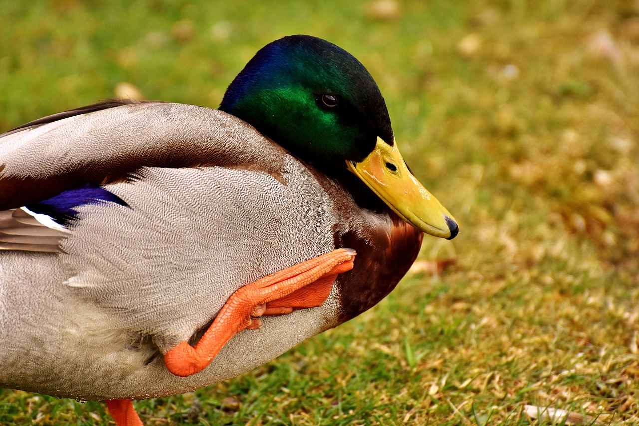 Image - mallard water bird drake duck bird