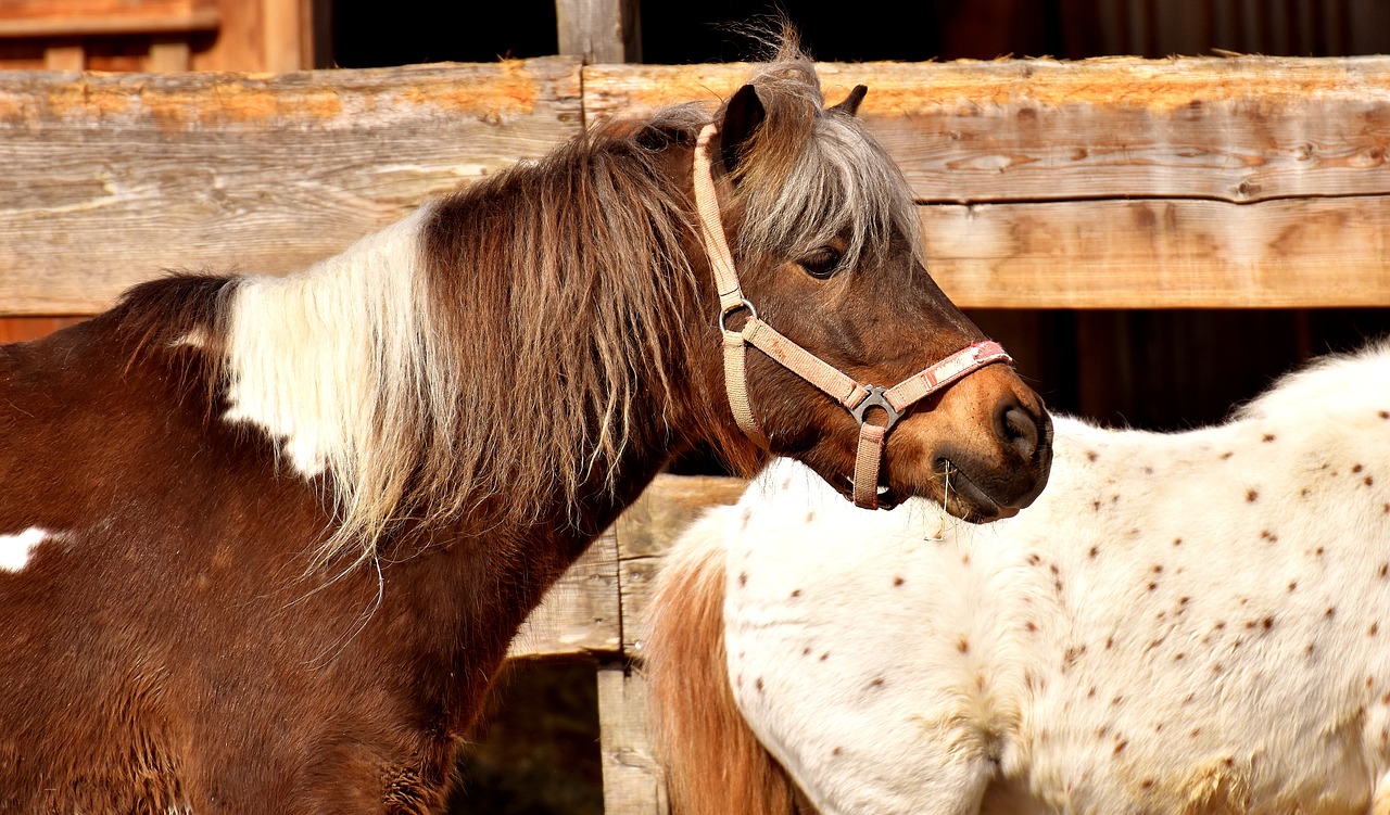 Image - pony horse brown cute animal