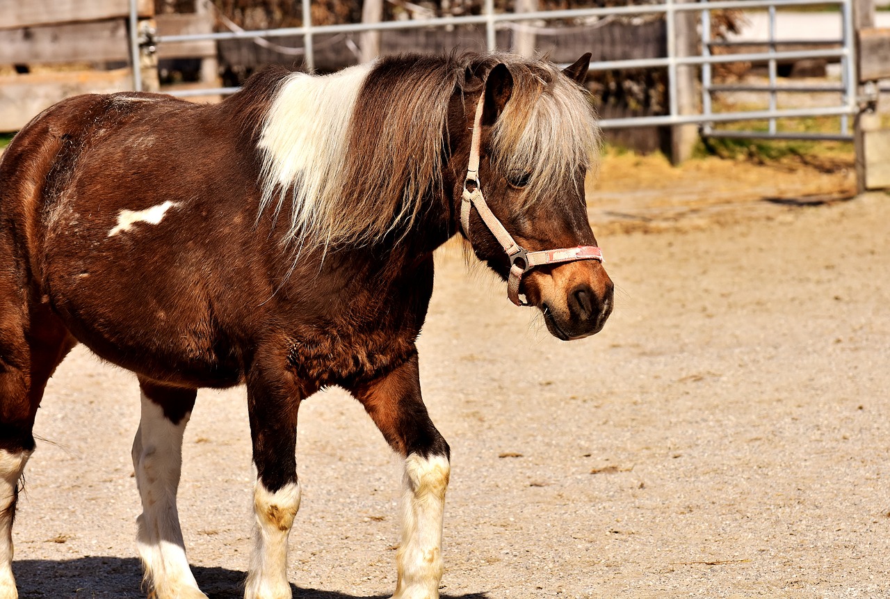 Image - pony horse brown cute animal