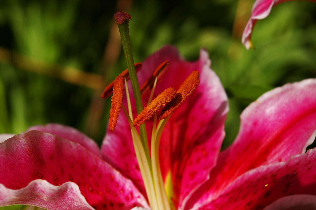 Image - lily flower blossom bloom