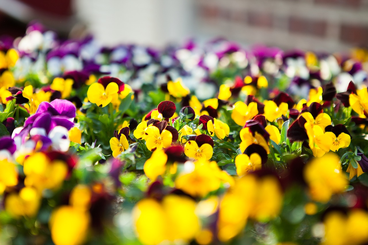 Image - violet tricolor flowers