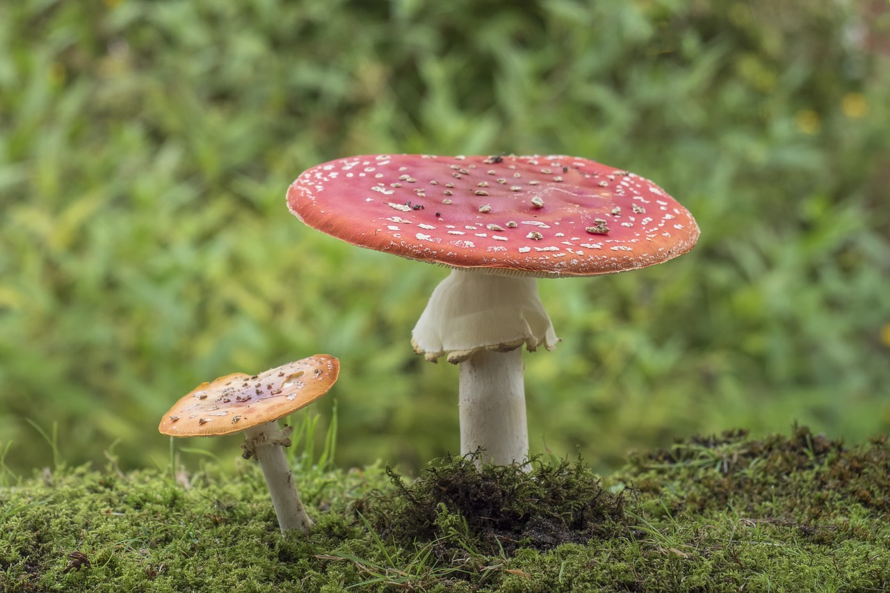 Image - matryoshka red fly agaric mushroom