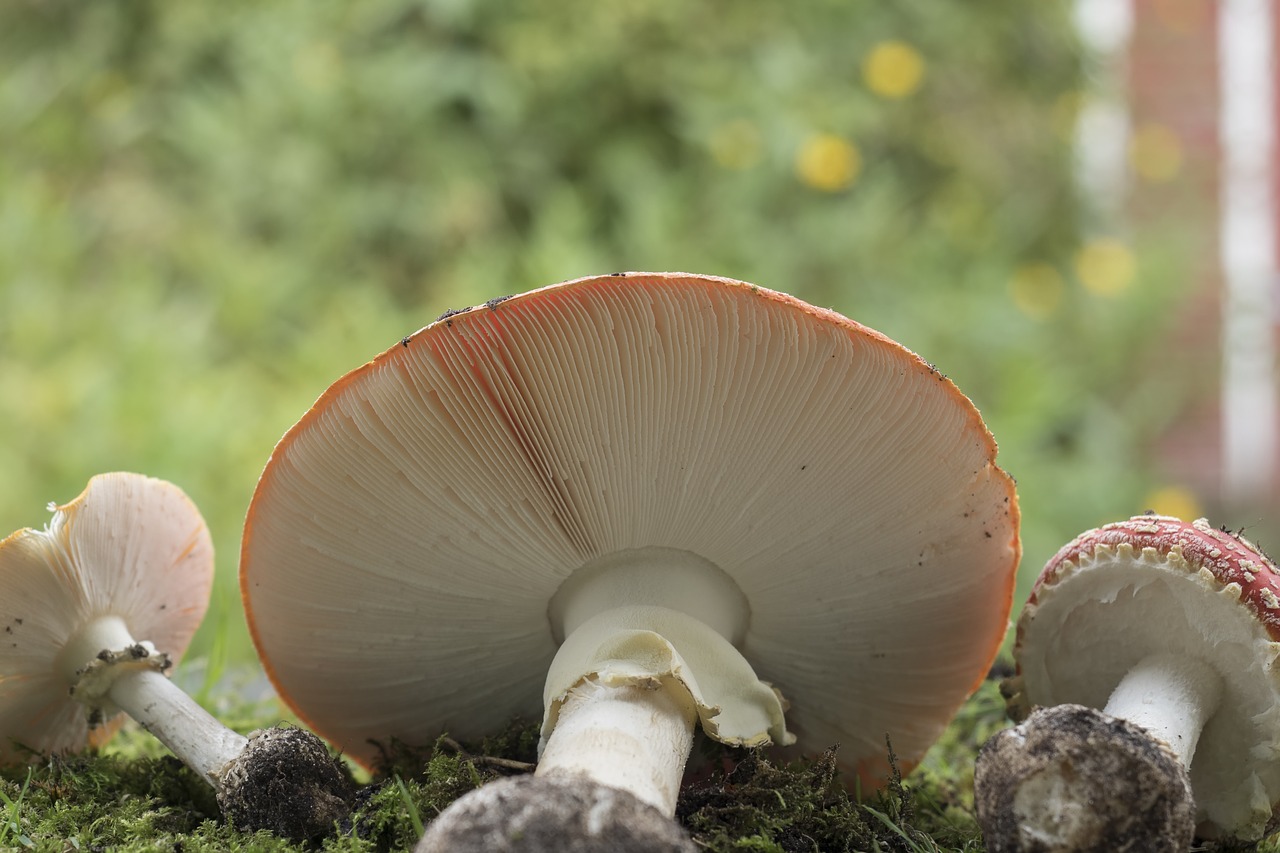 Image - matryoshka red fly agaric mushroom