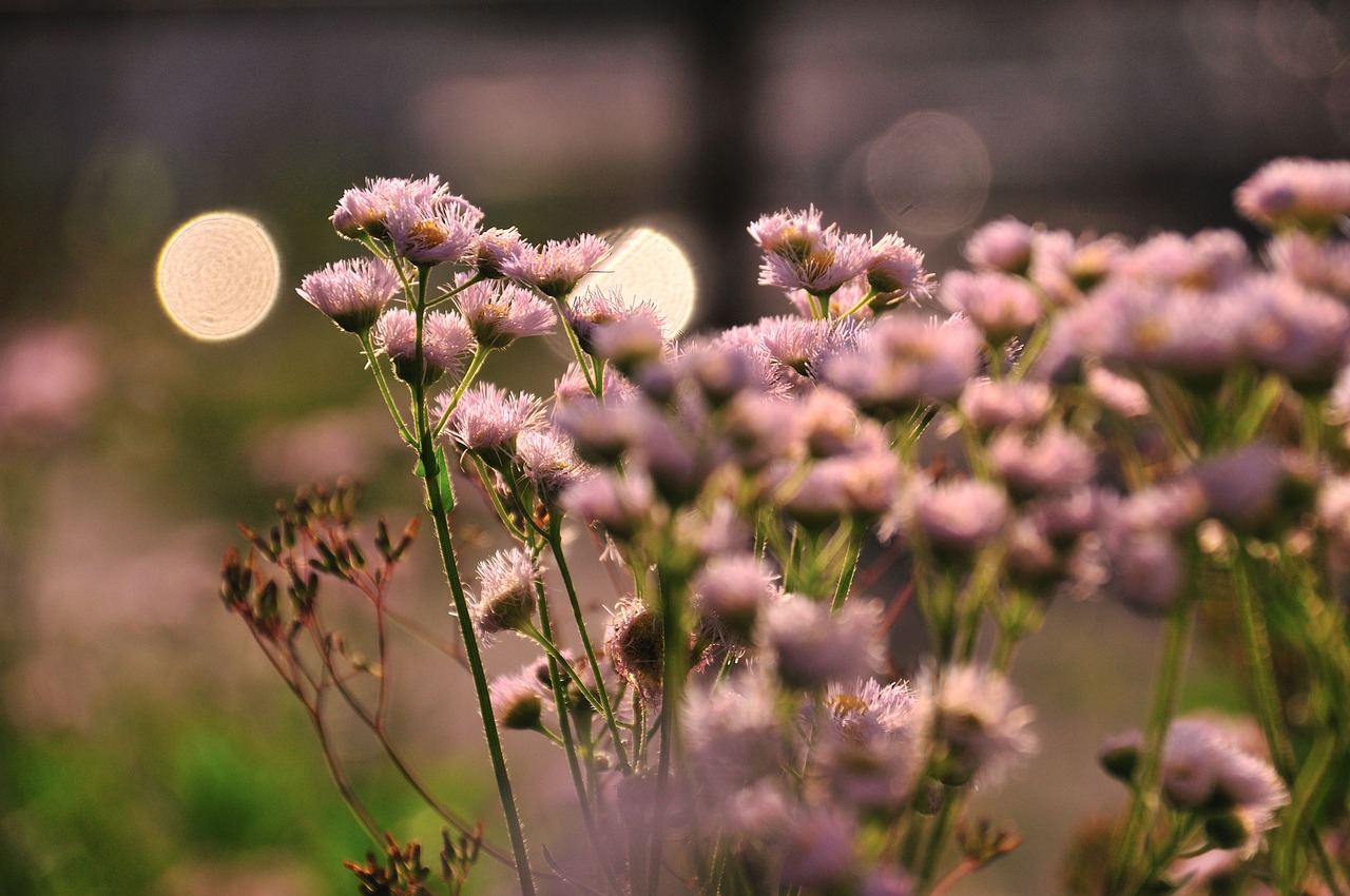 Image - thistle landscape flowers