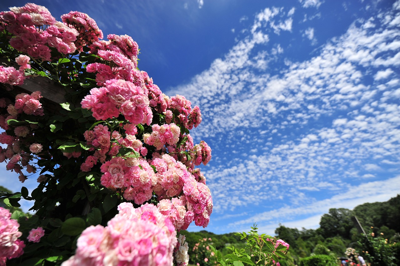 Image - rose sky cool