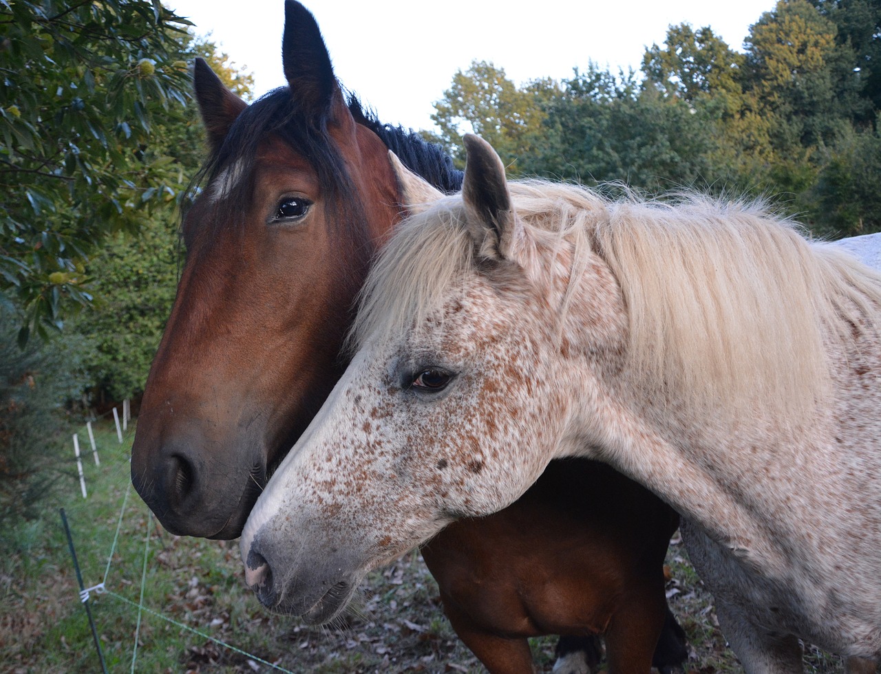 Image - horses complicity hug