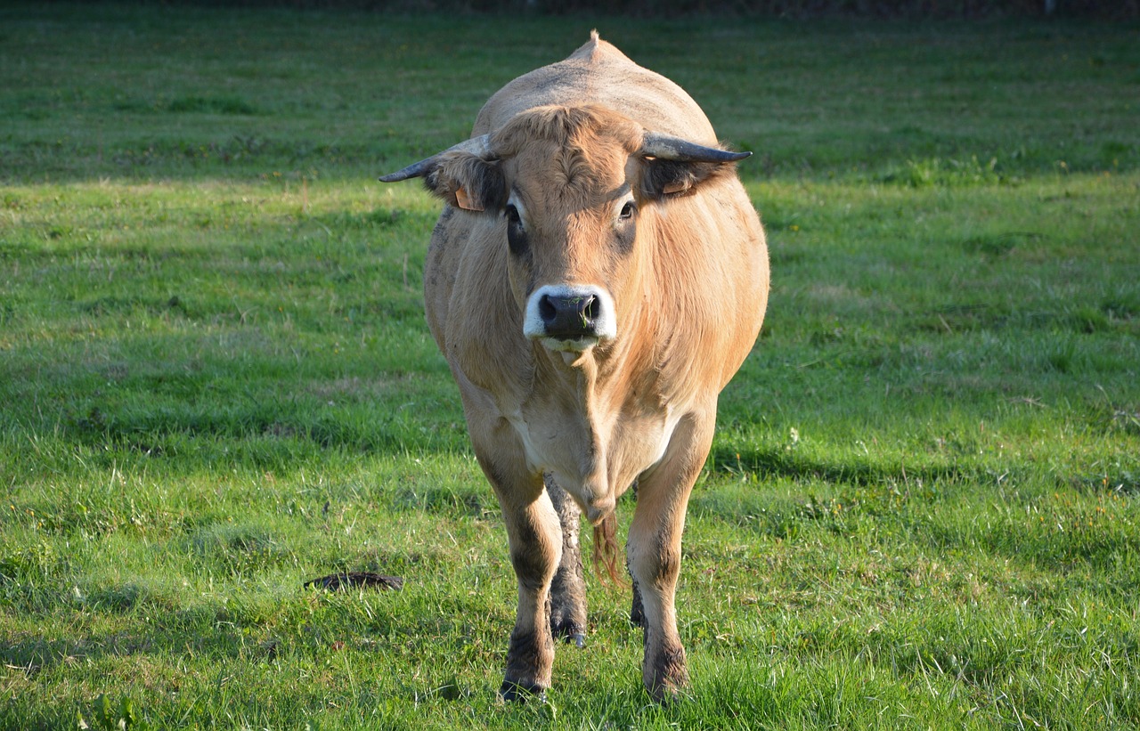 Image - cow prairie pasture fields nature