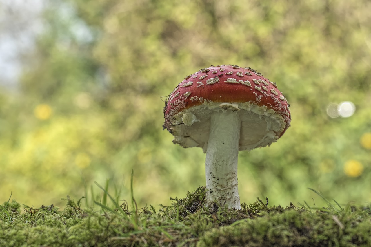 Image - matryoshka red fly agaric mushroom