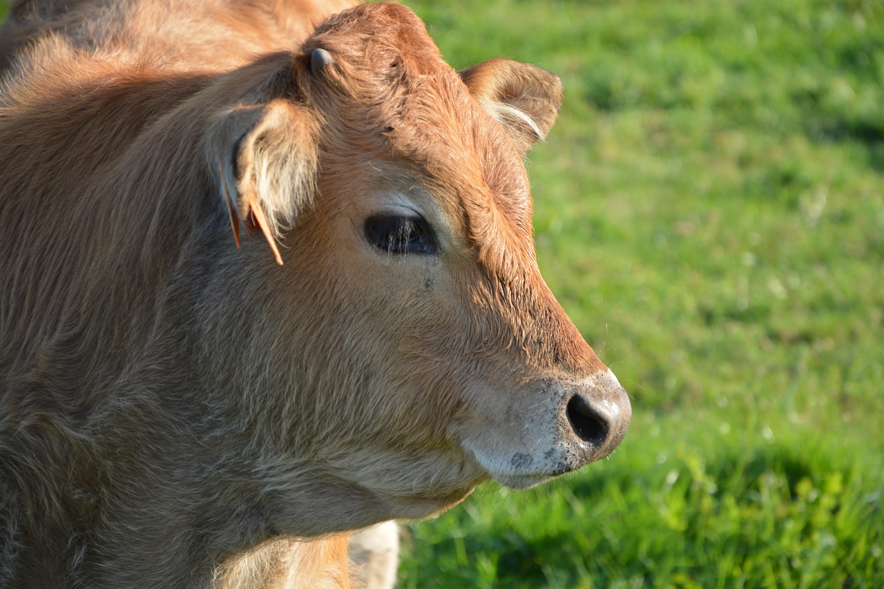 Image - cow portrait head cattle ruminant
