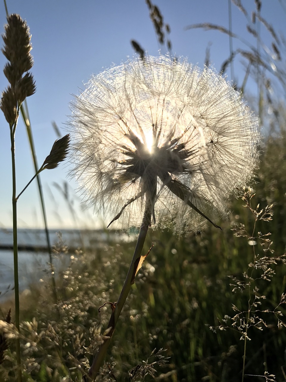 Image - dandelion seeds solar beach bed