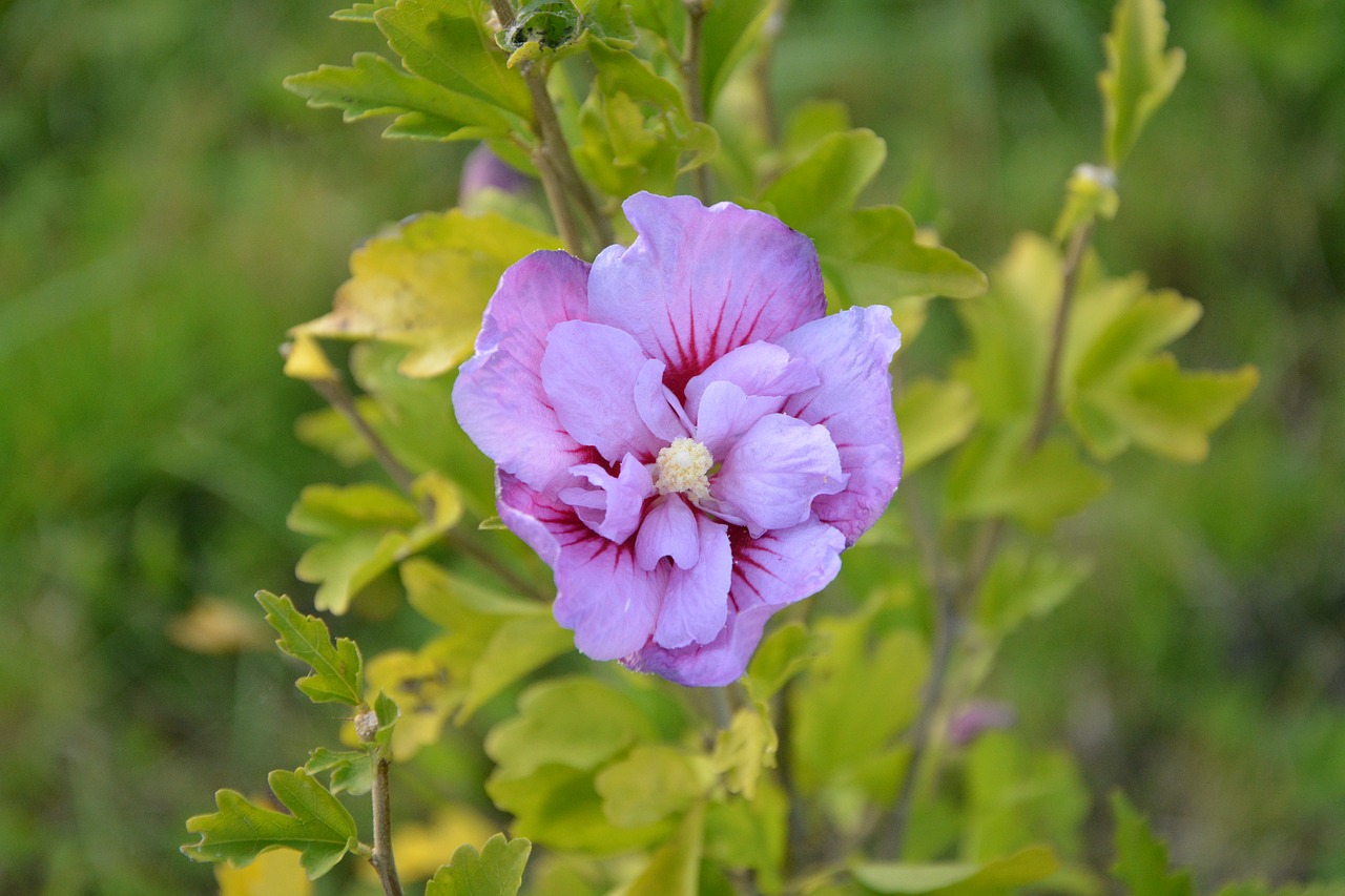 Image - flower hibiscus flower parma violet